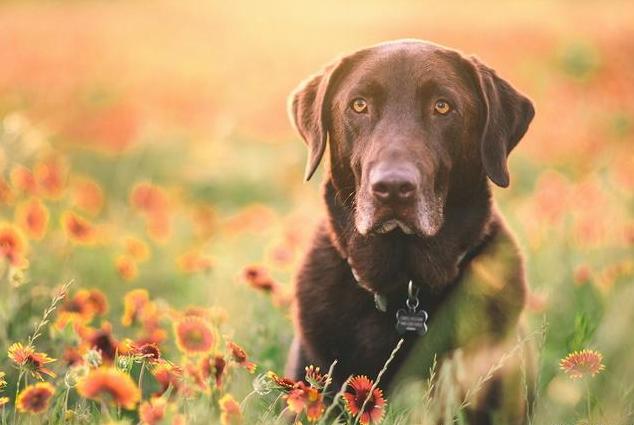 拉布拉多犬怎么养最佳,拉布拉多犬好养吗怎么才能听话
