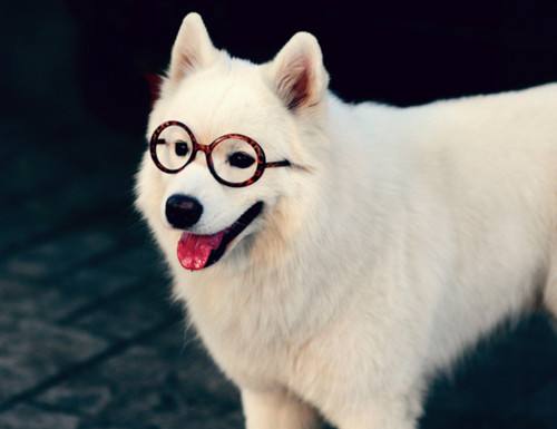 犬界中“体味最轻”的8种狗，很适合陪伴，有你家狗狗吗？