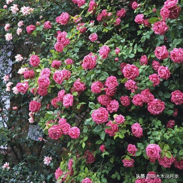 最好种植的藤本月季，种下一颗小苗，收获一片花海