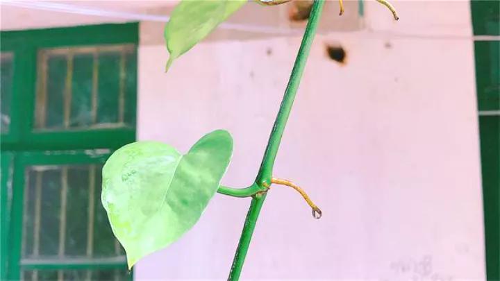 绿萝里面的小机关,绿萝有小机关怎么办