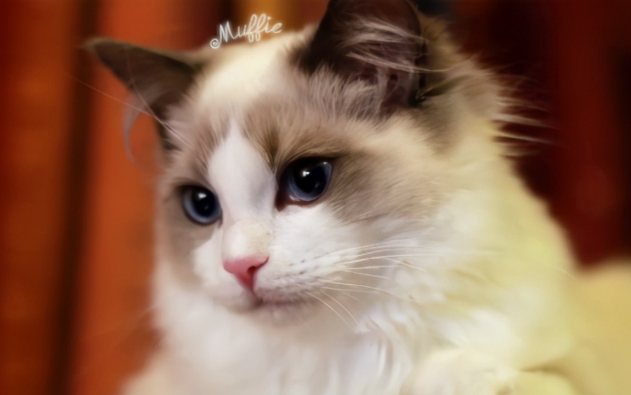 猫咪里面最温顺的是什么猫,什么猫咪是世界上最最温柔的猫咪