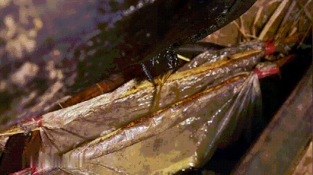 菜籽油是怎么榨出来的,菜籽榨出来怎么是绿色