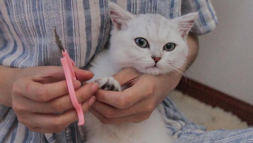 猫导致婴儿窒息,宠物猫致病