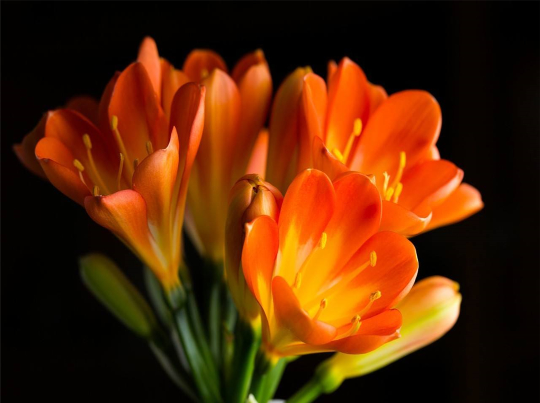 看看君子兰的浇水秘籍,给君子兰浇水牢记这5看