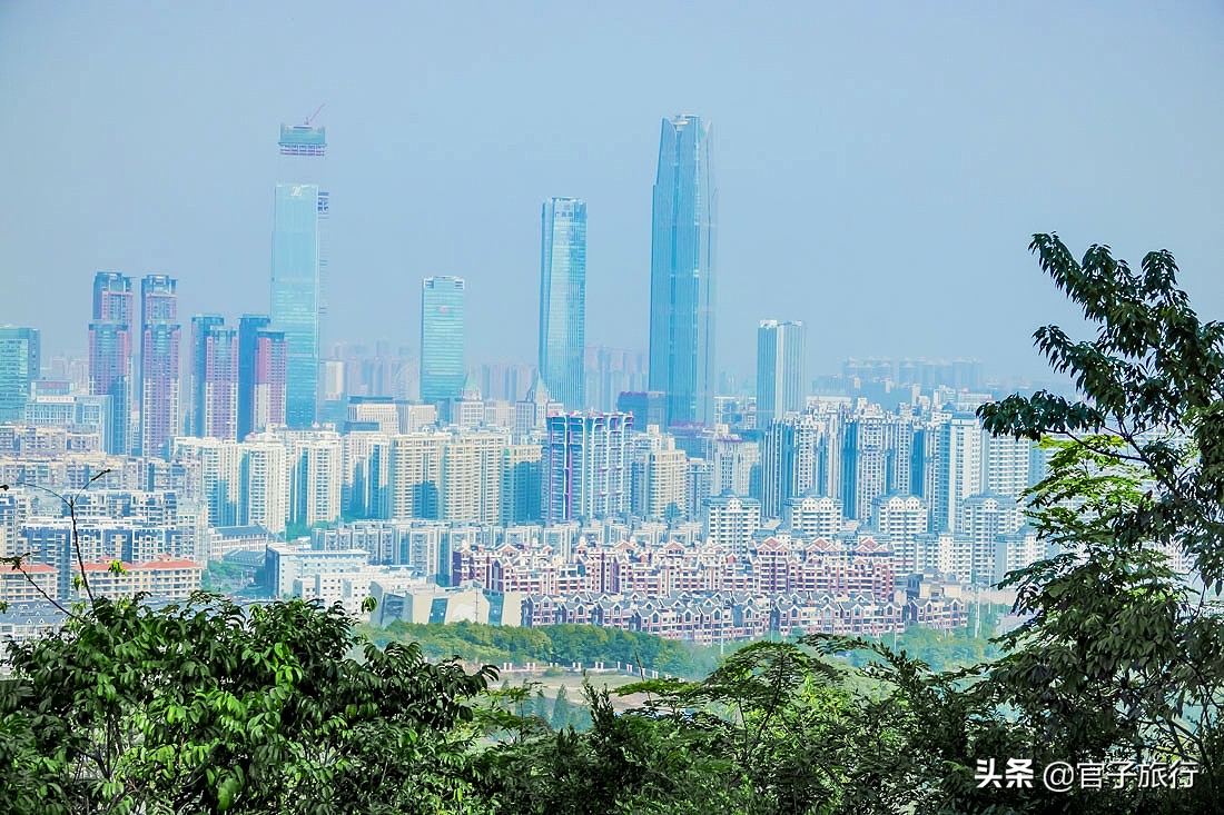 再游青秀山，看“熊猫级”国宝苏铁王，只为千年等一回的告别