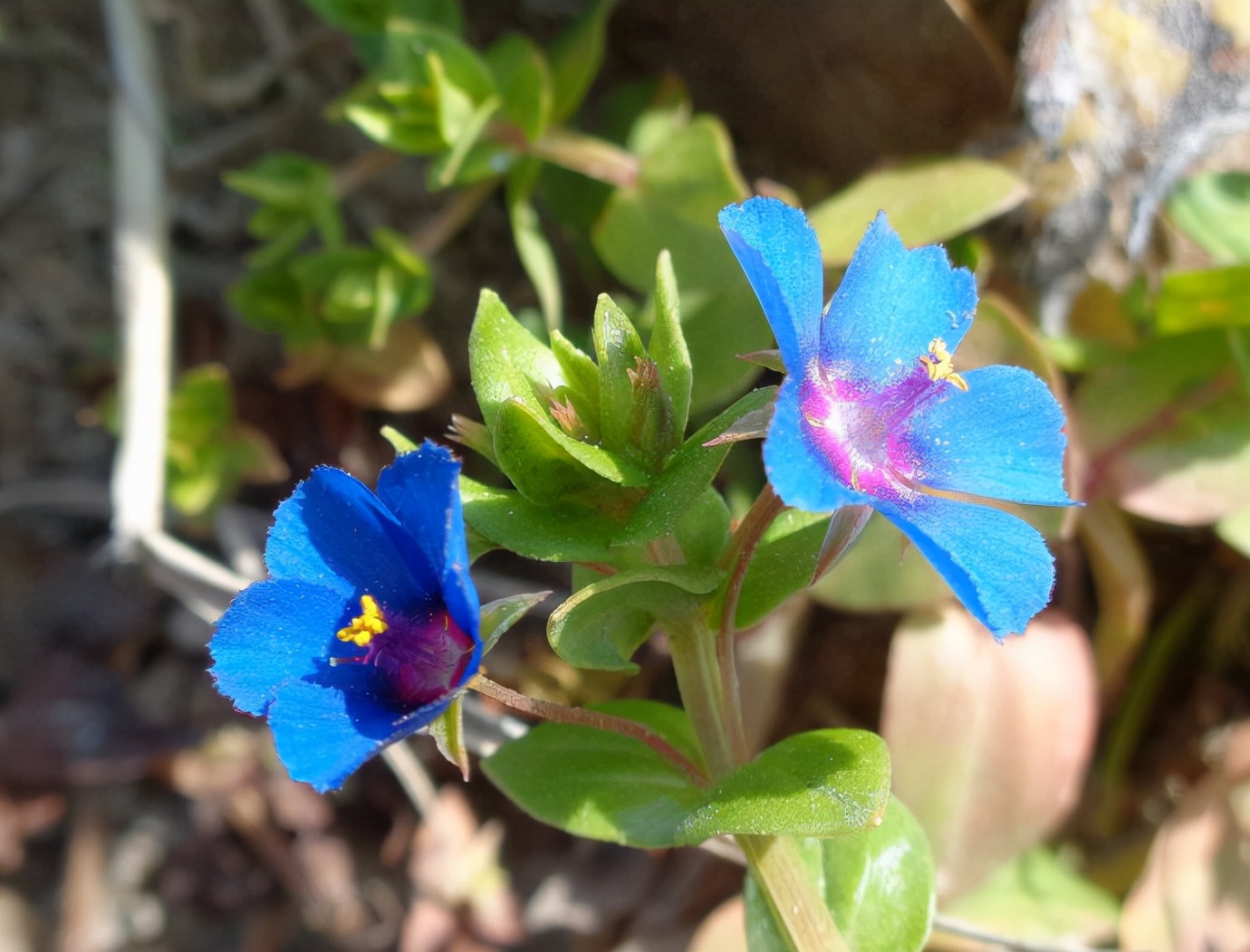 十种蓝色花,常见的六种蓝色花
