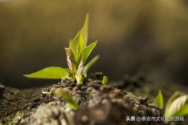 泰山温泉城最新消息,暖春已到静待花开
