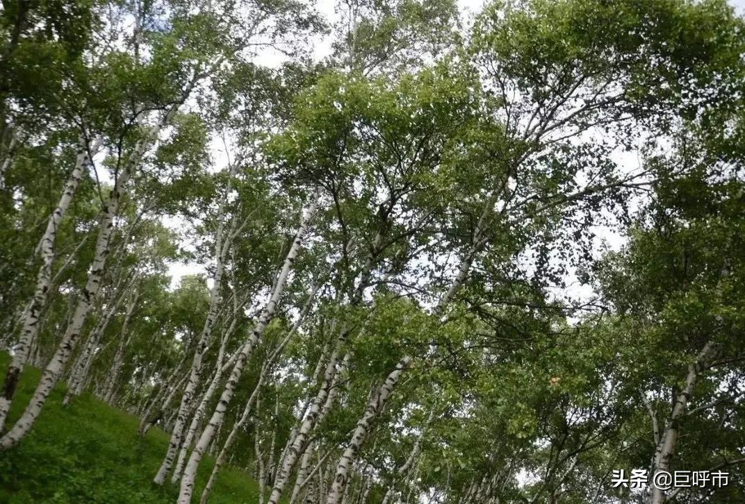 用实际行动向全国医护人员致敬！内蒙古这处旅游景区太“豪横”