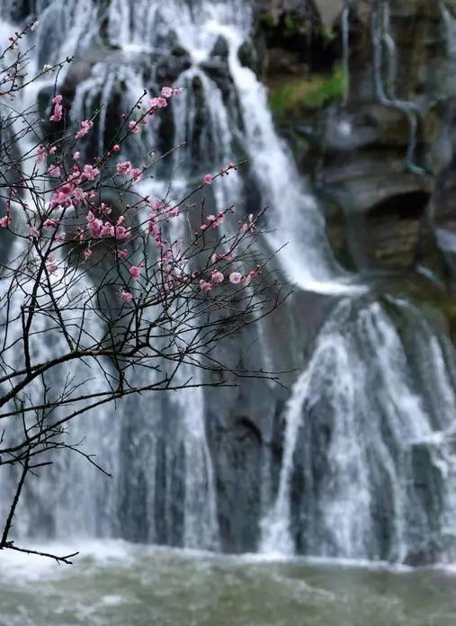 中国十大名花你认识几种呢,中国十大名花你喜欢哪种呢