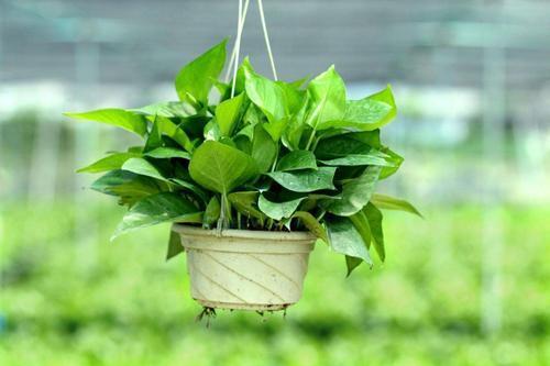 家里养绿萝小技巧,盆栽绿萝怎么长成树