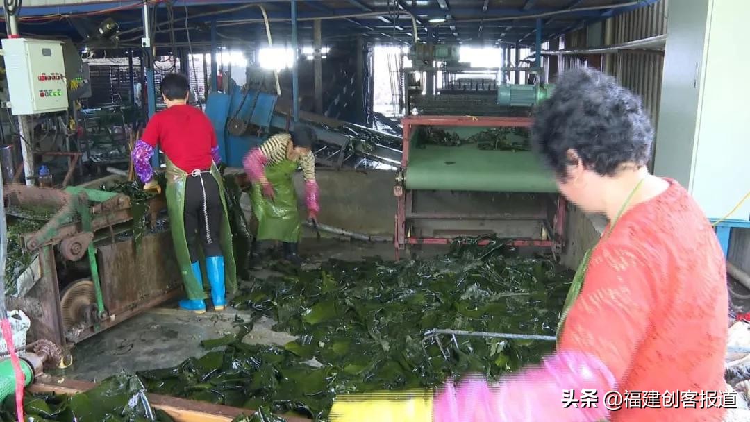 海带采收,海带收割最新视频