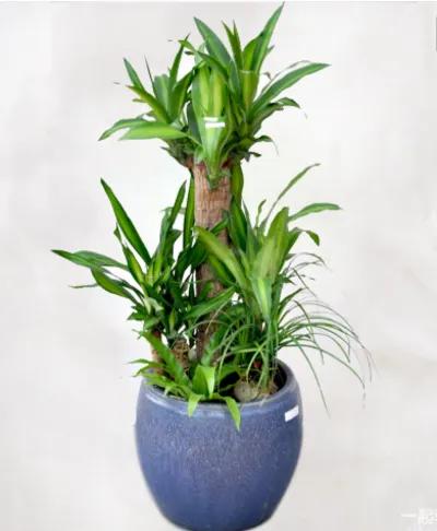 巴西木开花的寓意是什么,巴西木小和尚有什么寓意