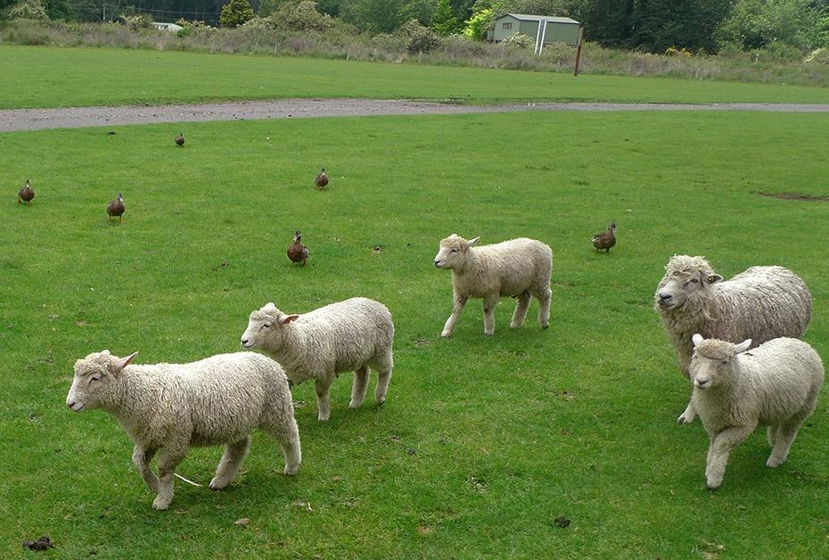 全球十大羊奶粉品牌排行榜10强,排名前十的进口羊奶粉品牌是哪些