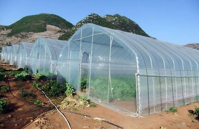 蔬菜大棚农业种植,大棚蔬菜种植经济效益如何