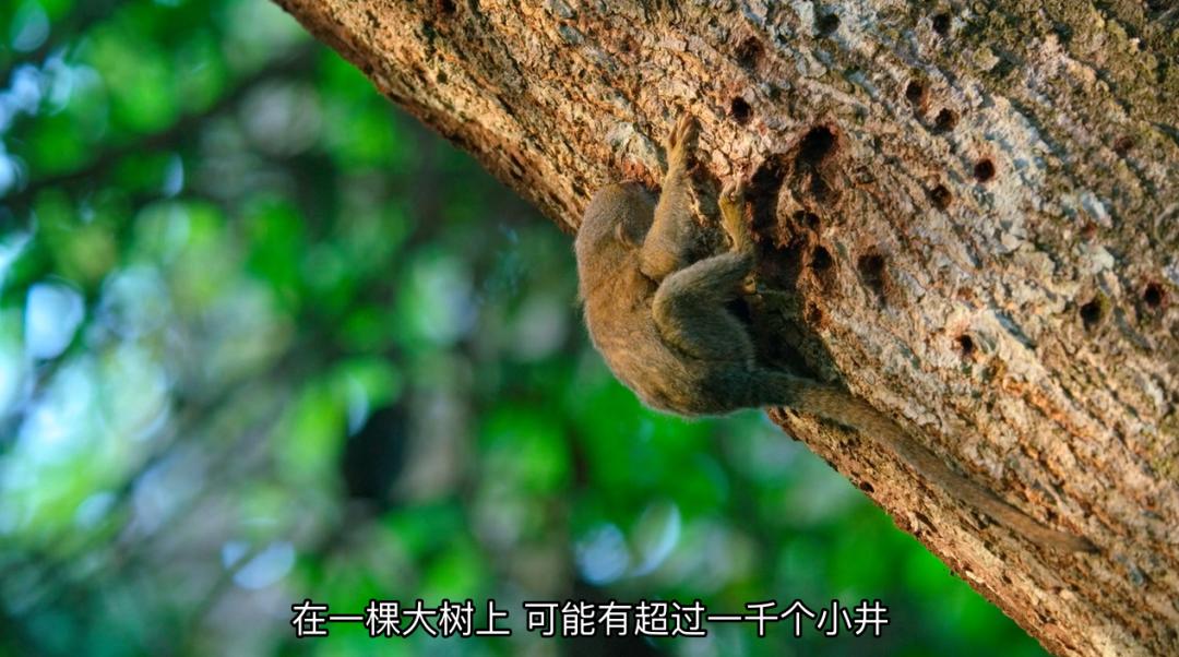 豆瓣9.6！娃刷到停不下来，还能看出人生大道理