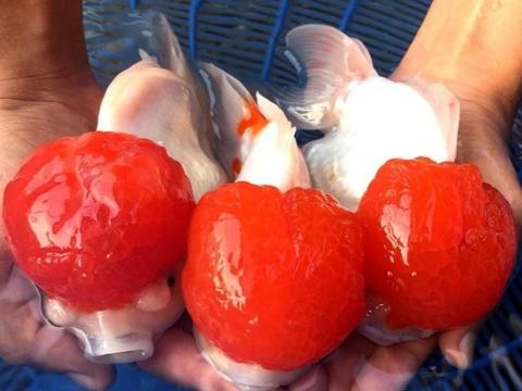 鹤顶红金鱼是鸿运当头吗,鹤顶红金鱼的饲养要点及生活环境