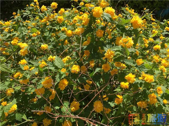 周末有风？别怕，来北京这里看花花草草和无数小可爱！猜到是哪里了吗？