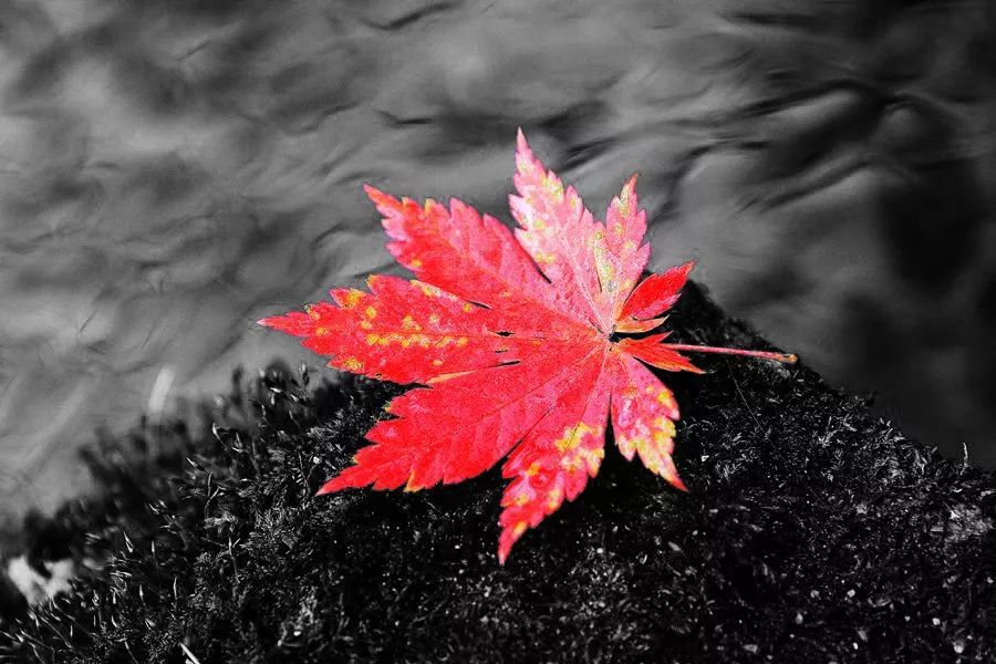 ps怎样把红叶背景人物照调色,秋景枫叶人像调色ps