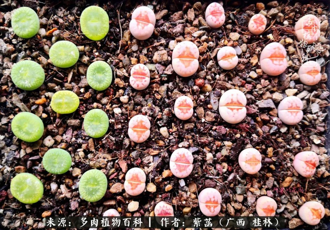 如何在夏天买的多肉度夏,多肉度夏好帮手