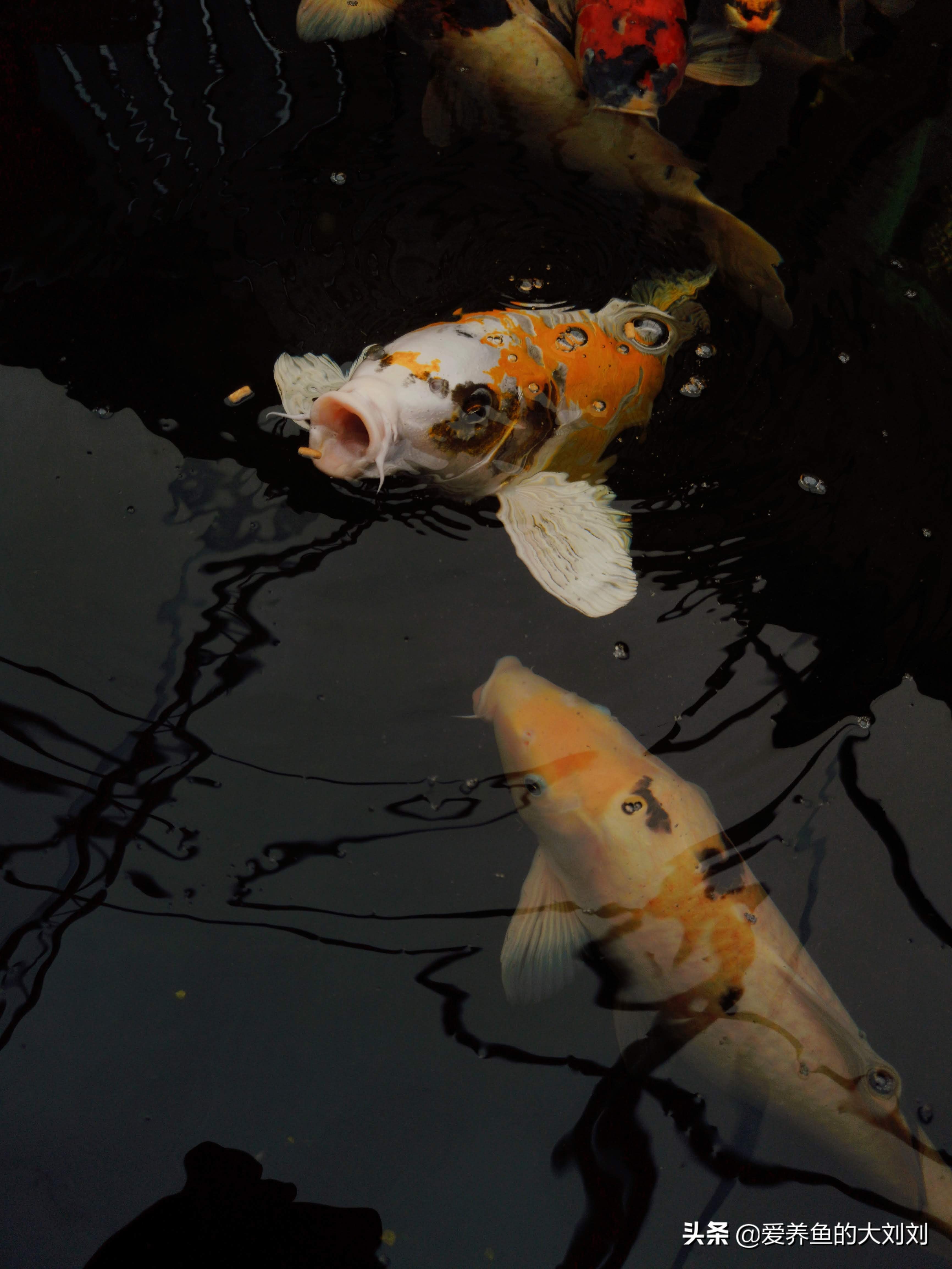 锦鲤鱼不喂饲料能活吗,锦鲤喂什么鱼粮不浑水