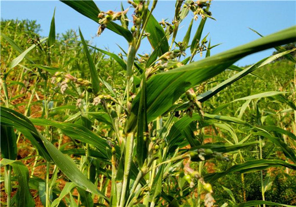 薏苡仁种植技术与栽培管理,薏苡种植的图片