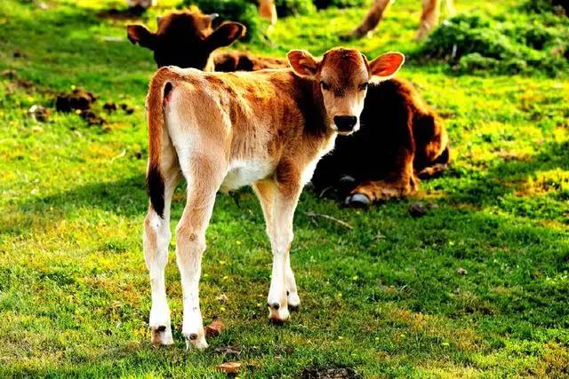 塔城最好旅游季节,塔城好去处