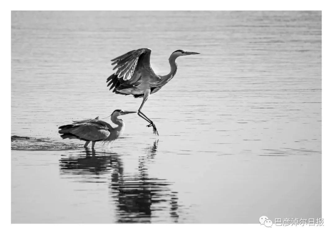 磴口南湖的苍鹭“斗舞”了，大家快来看