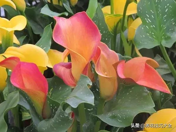 马蹄莲叶子发黄是什么原因,马蹄莲叶子发黄咋办