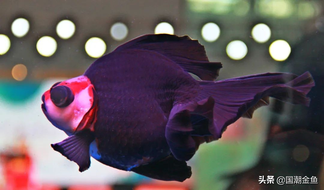 最有特点的金鱼,传统老三样金鱼