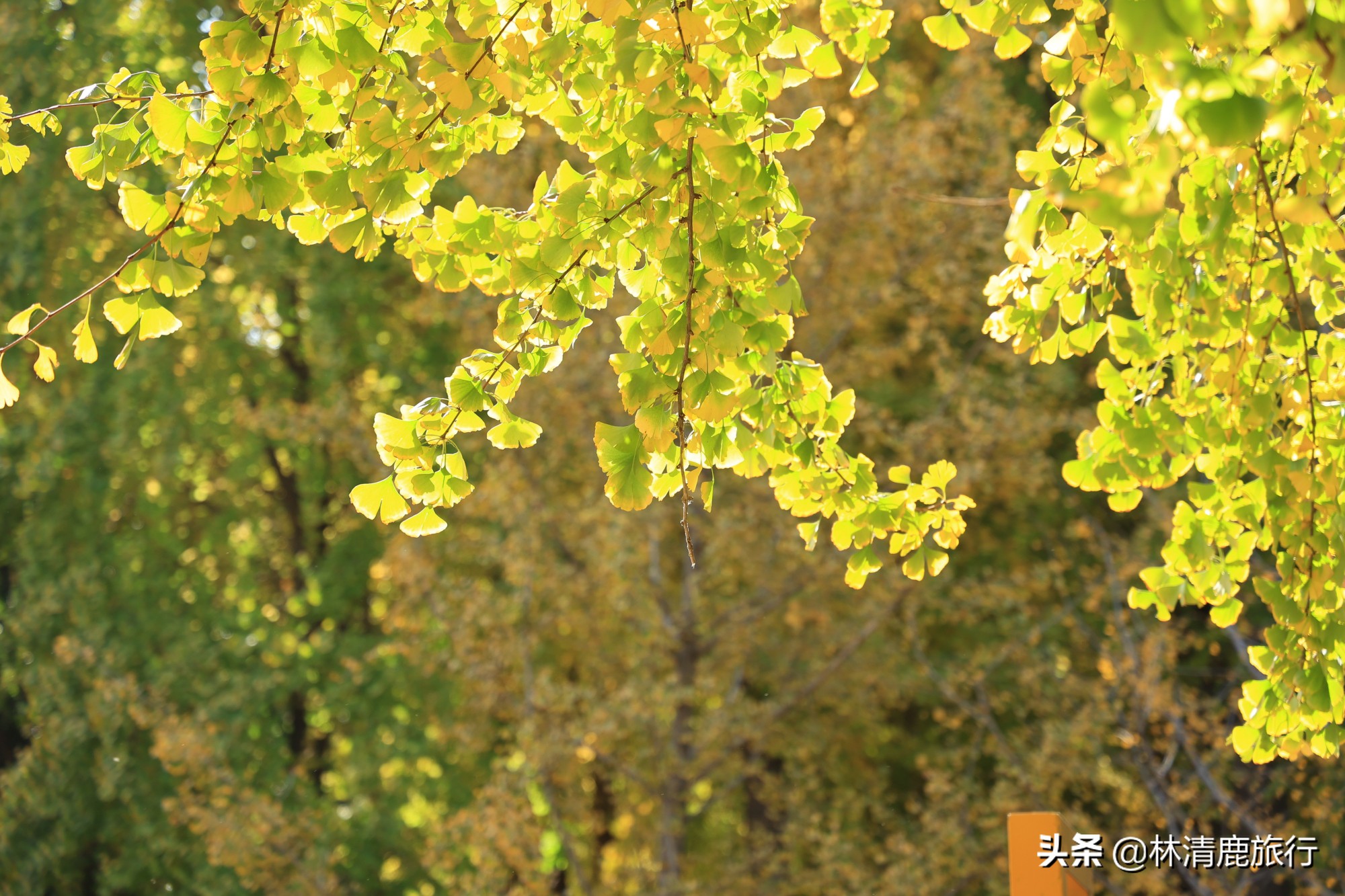 离郑州最近银杏园赏秋,郑州银杏惊艳了秋天