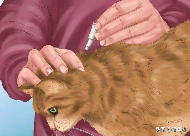 女孩耳朵总是沙沙作响，一查竟是因为“吸猫”