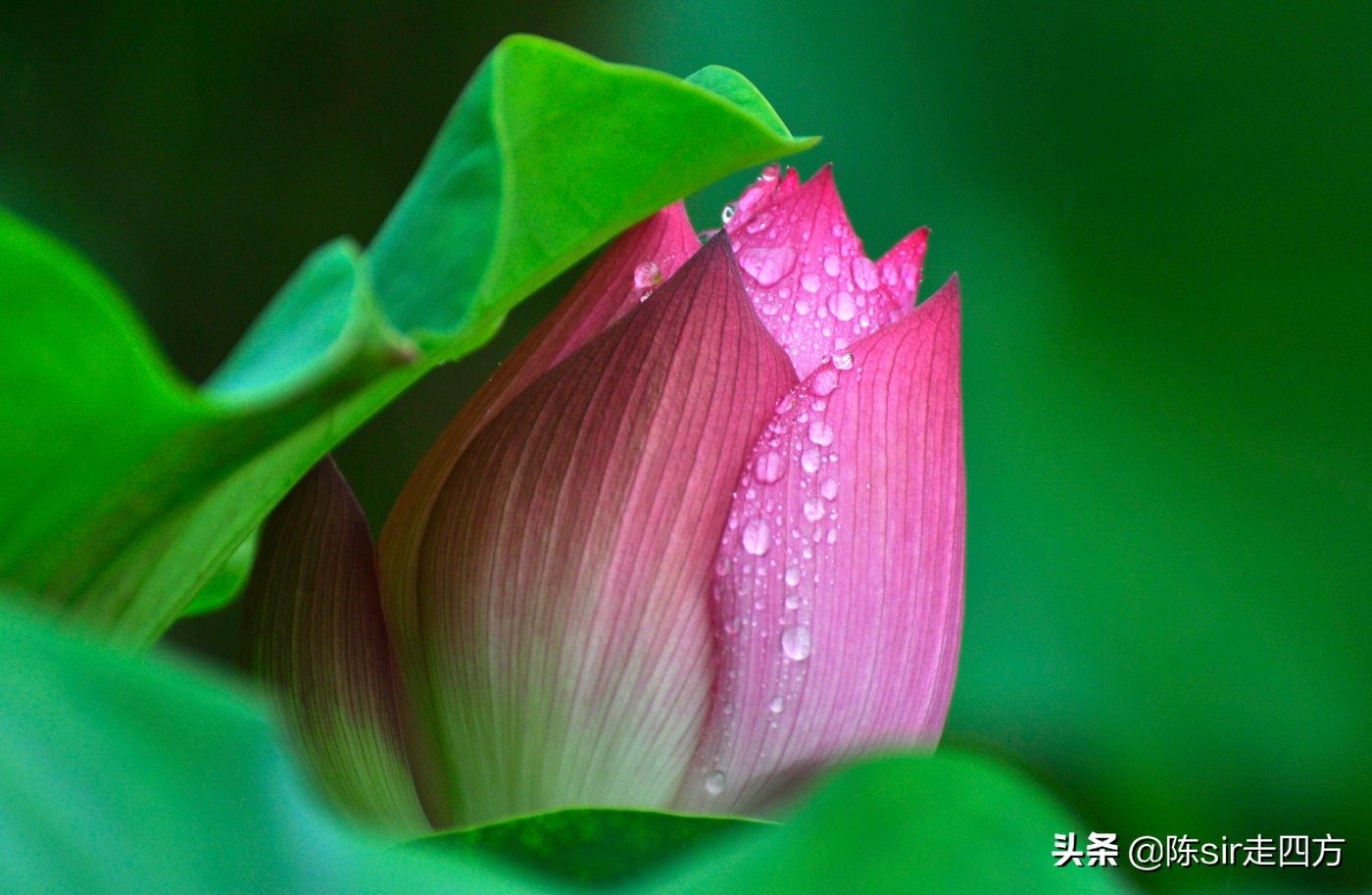 重庆夏天最好的避暑胜地有哪些,重庆周边可以钓鱼避暑的农家乐