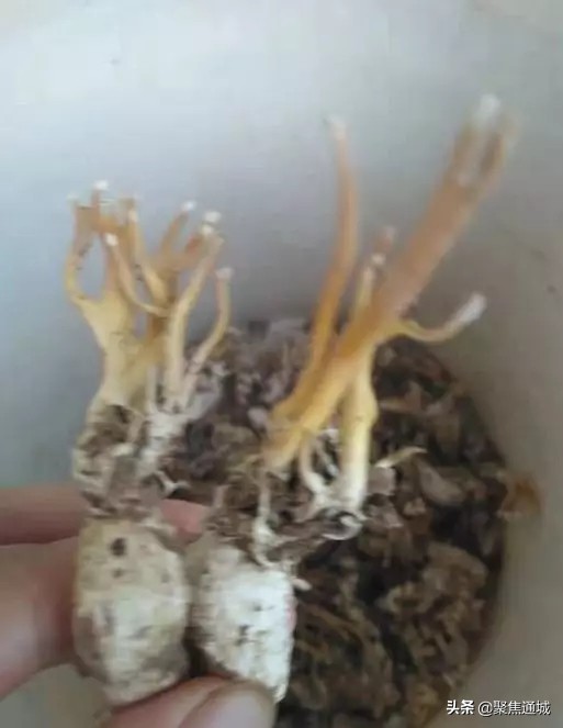 山里寻宝冬虫夏草,在深山中寻找冬虫夏草