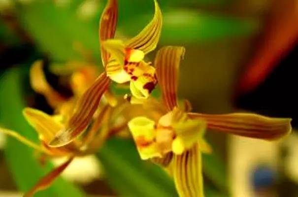 一花一世界的兰花,一花一世界的蝴蝶兰