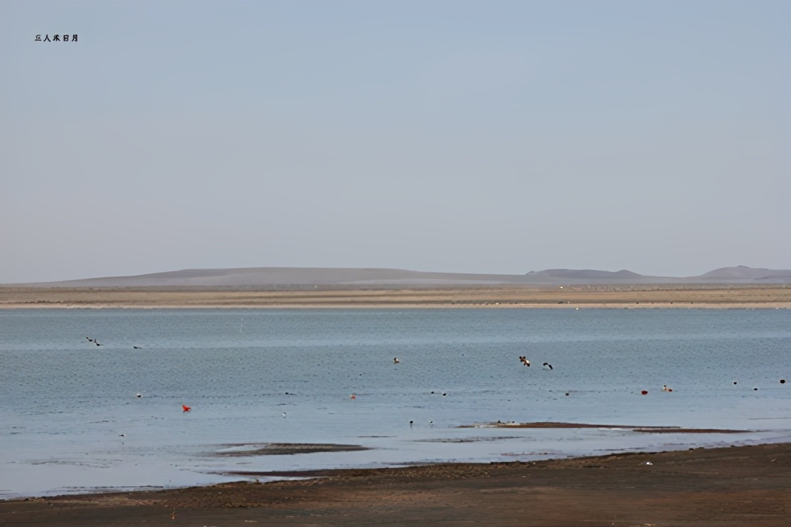 森林公园白鸟湖,乘风湖百鸟乐园