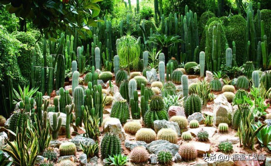 适合孕妇的室内绿植,家里有孕妇房间适合养什么植物