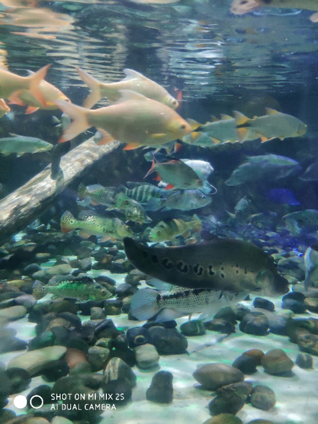 南京海底世界海狮表演,南京海底世界门票价格