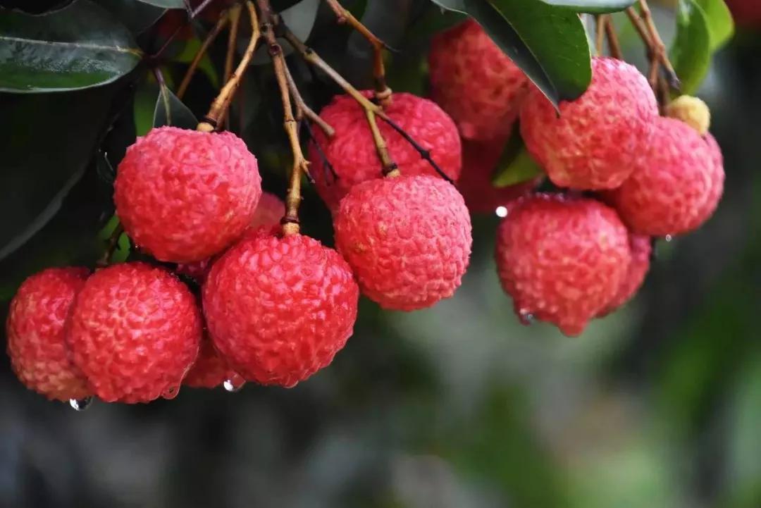 调研热带水果产业发展适宜区,国内外热带作物产业发展分析论文