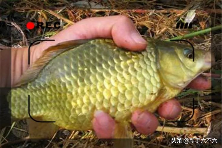 适合农村创业的十大养殖项目,适合农村创业的十大养殖创业项目