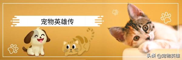 狗被蜜蜂蛰了脸都肿了之前的样子,狗子被蜜蜂蛰成大肿脸原视频