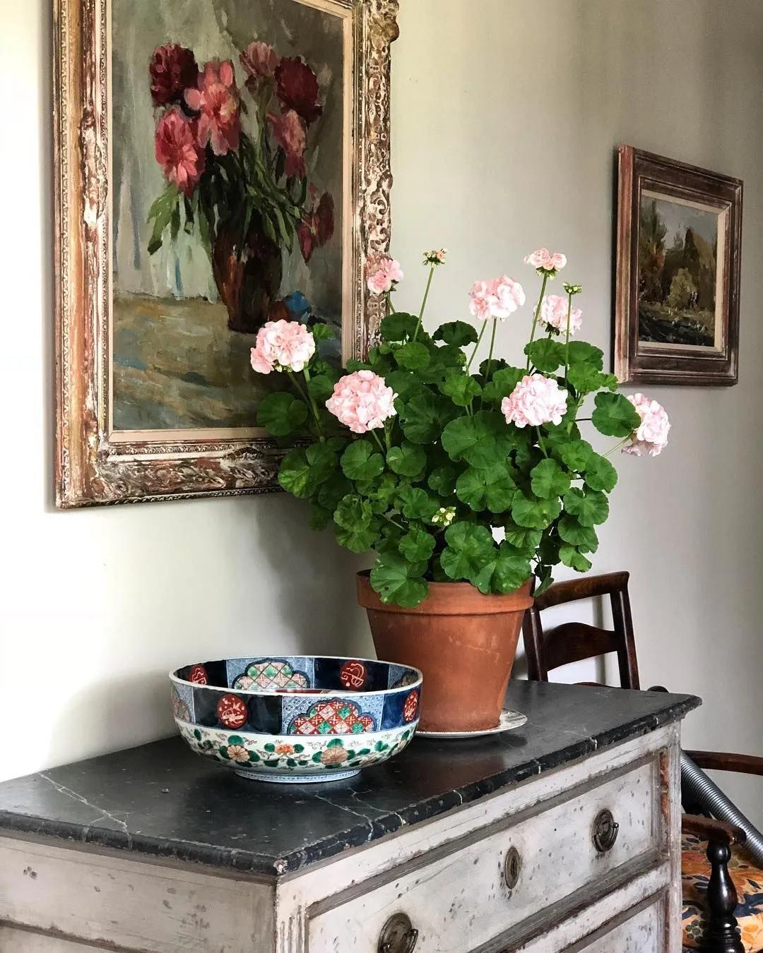 冬天天竺葵叶子发黄是什么原因,什么季节养天竺葵花最好