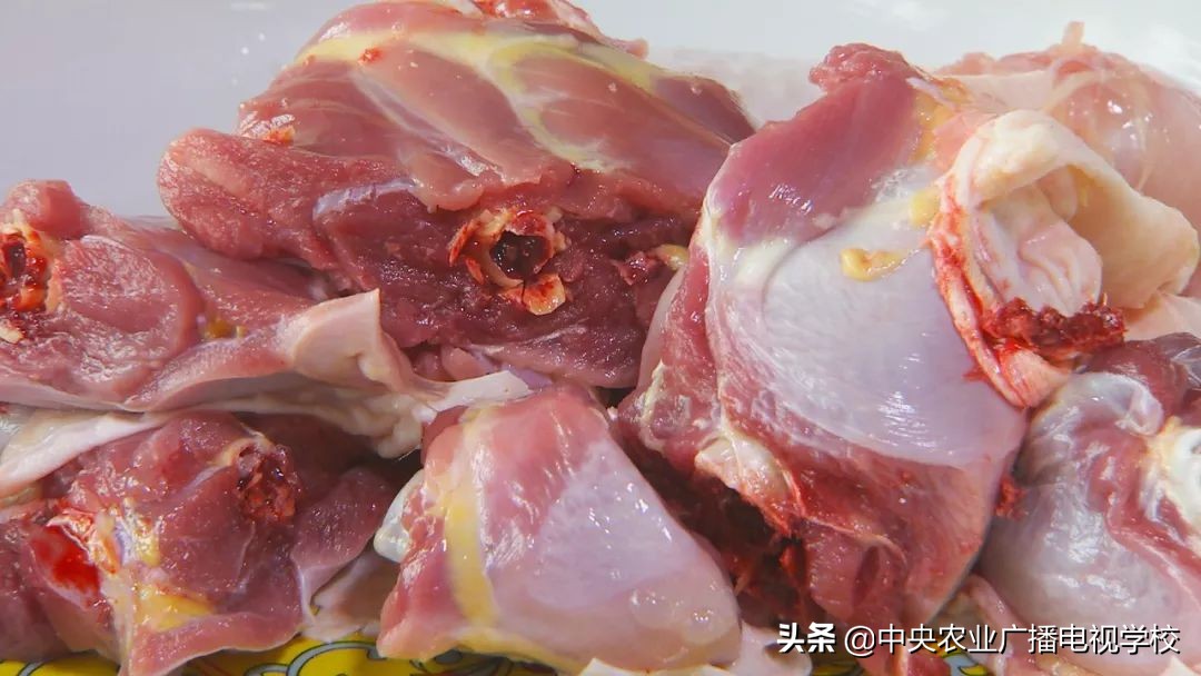 田间示范秀养鸡视频,田间示范秀节目