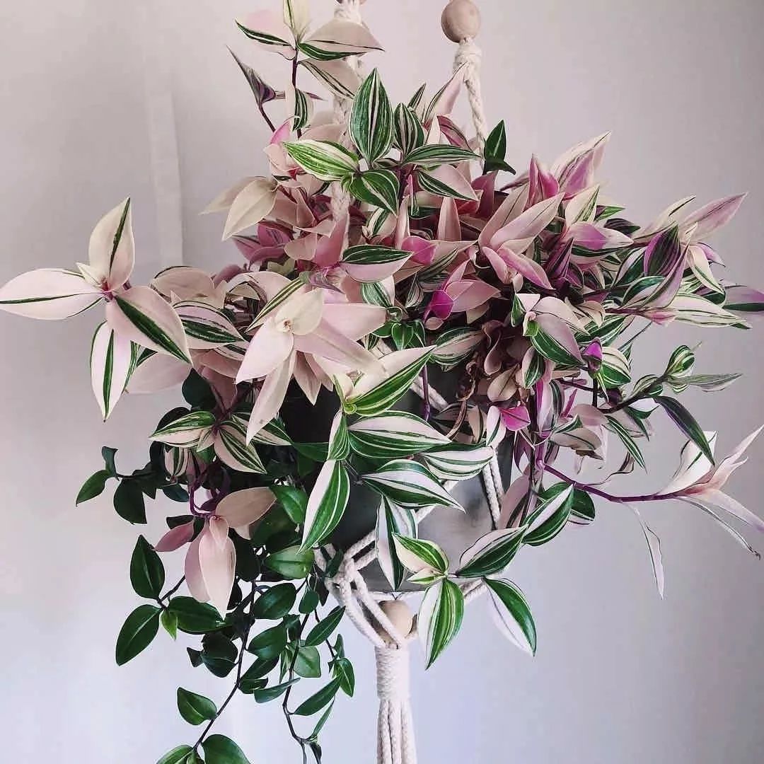 花卉吊兰100种,吊兰绿植盆栽第一名