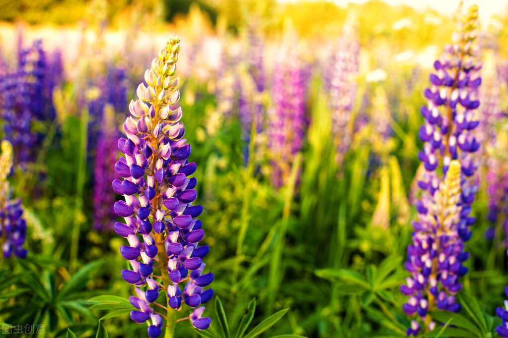 每个十一月生日对应的生日花,365天每天代表生日的花有哪些