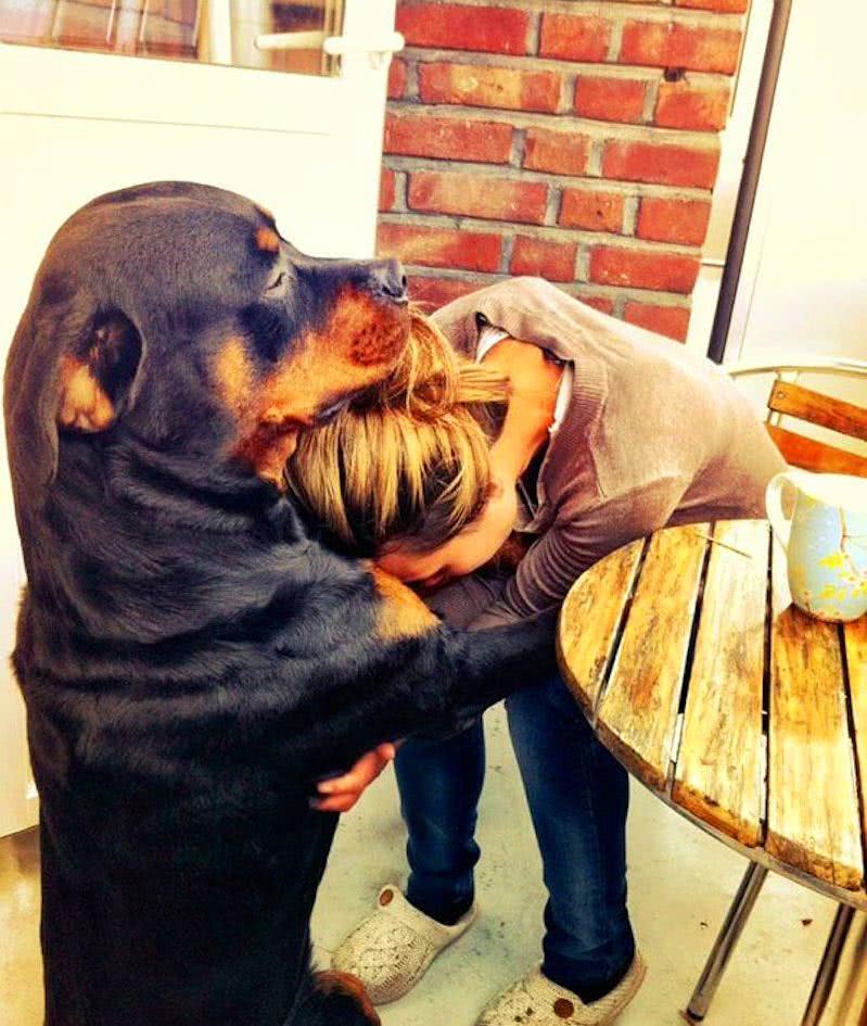 寿命最长的五种狗排行榜,世界上寿命最短的狗