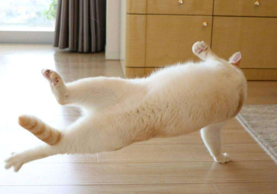 猫的前肢骨骼结构图,猫骨骼结构图及说明