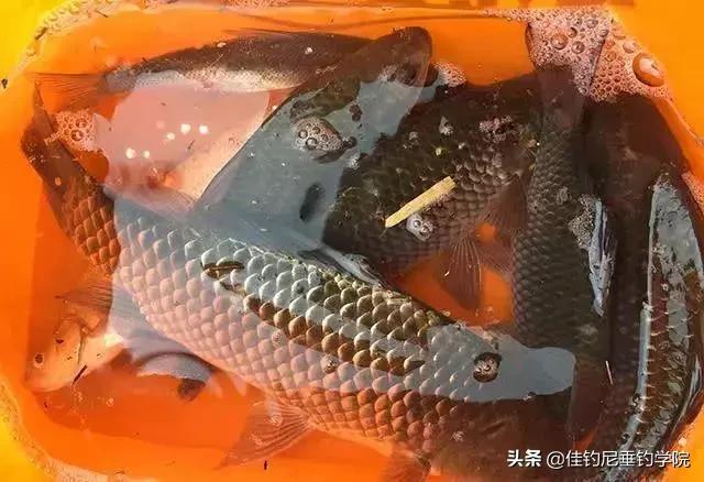 黄酒泡制玉米粒钓饵,玉米粒钓饵的泡制方法