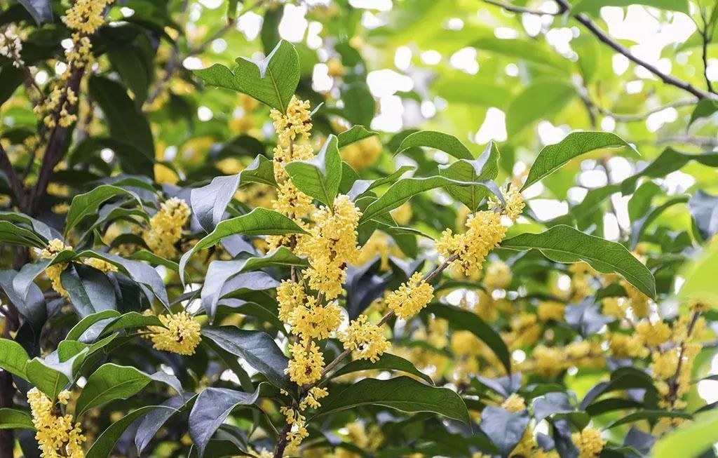 100种常见观叶植物图鉴史上最全,农村常见的100种植物