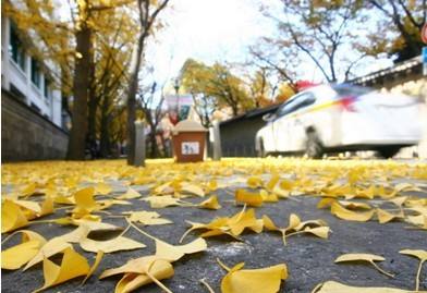 冬季感冒咳嗽可以喝姜丝可乐吗,感冒引起的咳嗽喝姜丝可乐