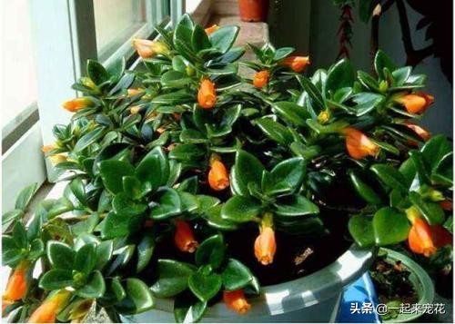 金鱼吊兰冬天怎么养才能爆盆,金鱼吊兰夏天能插活吗